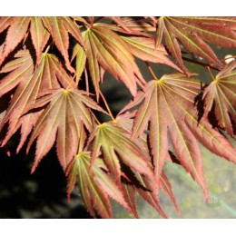Клён веерный Джоин