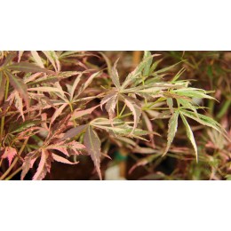 Клён веерный Лилиан’с Джювел