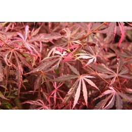 Клён веерный Лилиан’с Джювел