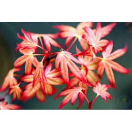 Клён веерный Мэджик Корал