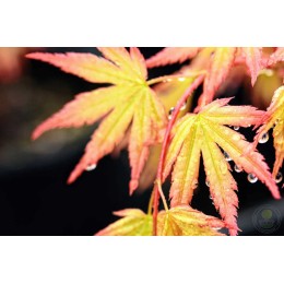 Клён веерный Мэджик Корал