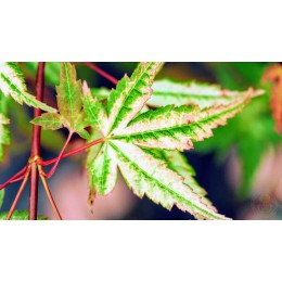 Клён веерный Мэджик Корал