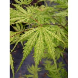 Клён веерный Систер Гоуст