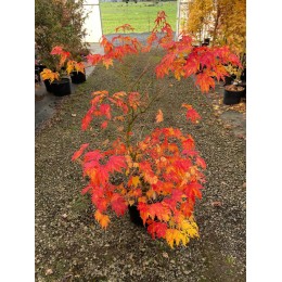 Клён веерный Систер Гоуст