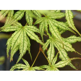 Клён веерный Систер Гоуст