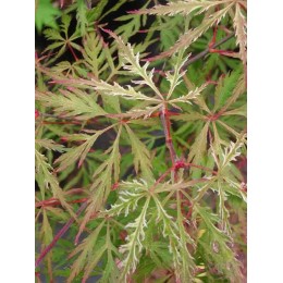 Клён веерный Сансет