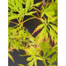 Клён веерный Сансет