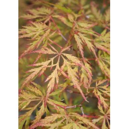 Клён веерный Сансет