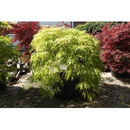 Клён веерный Сансет