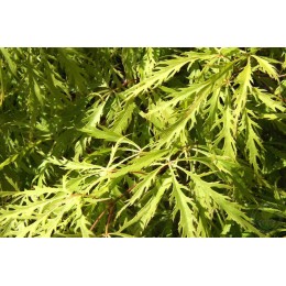 Клён веерный Сансет
