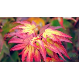 Клён веерный Цума Гаки