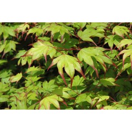 Клён веерный Цума Гаки