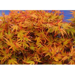 Клён веерный Куро Химе