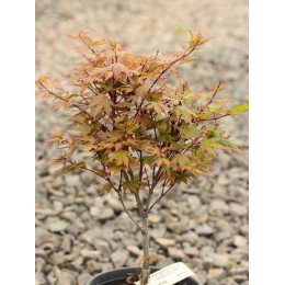 Клён веерный Куро Химе