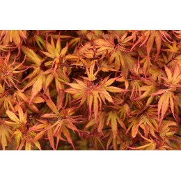 Клён веерный Куро Химе