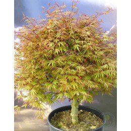 Клён веерный Куро Химе