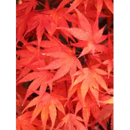 Клён веерный Куро Химе