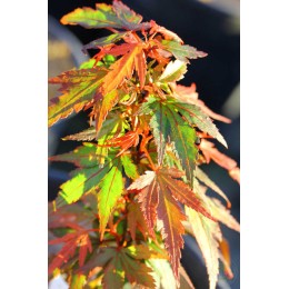 Клён веерный Куро Химе
