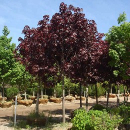 Клён остролистный Кримсон Кинг