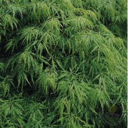 Клён остролистный Диссектум