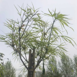 Клён остролистный Палдиски