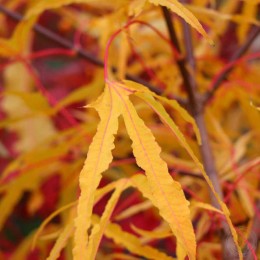 Клён остролистный Палдиски