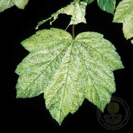 Клён ложноплатановый Леопольди