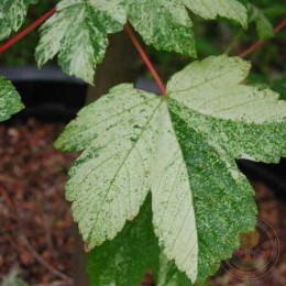 Клён ложноплатановый Леопольди