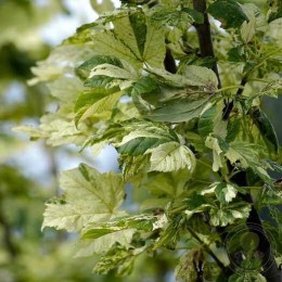 Клён ложноплатановый Принц Камилл де Рохан