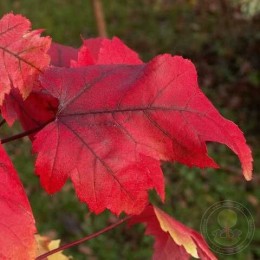 Клён красный Секка