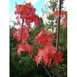 Клён красный Секка