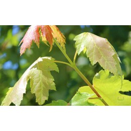 Клён Фримана Джефферсред / Отумн Блейз