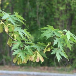 Клён серебристый