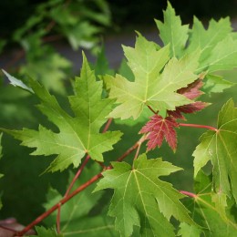 Клён серебристый