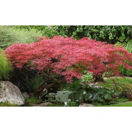 Клён веерный Гарнет