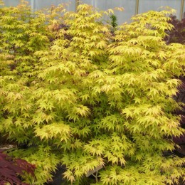 Клён веерный Кацура