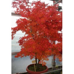 Клён веерный Кацура