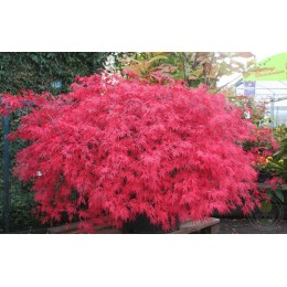 Клён веерный Орангеола