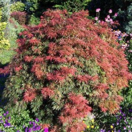 Клён веерный Орангеола