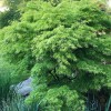 Клён веерный Сейрю