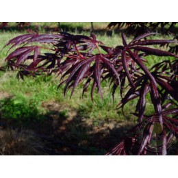 Клён веерный Тромпенбург