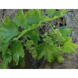 Клён ложноплатановый