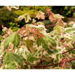 Клён полевой Карнавал