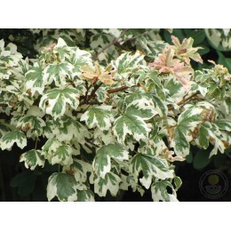 Клён полевой Карнавал