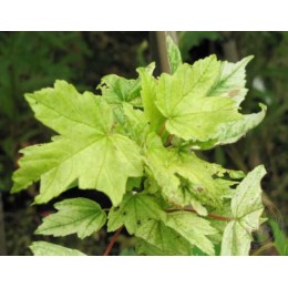 Клён ложноплатановый Лит'с Коттедж