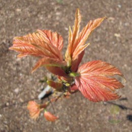 Клён ложноплатановый Лит'с Коттедж