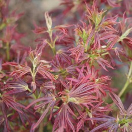 Клён веерный Аратама