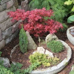 Клён веерный Аратама