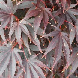 Клён веерный Пикси