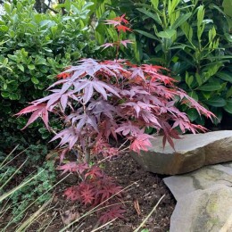 Клён веерный Пикси